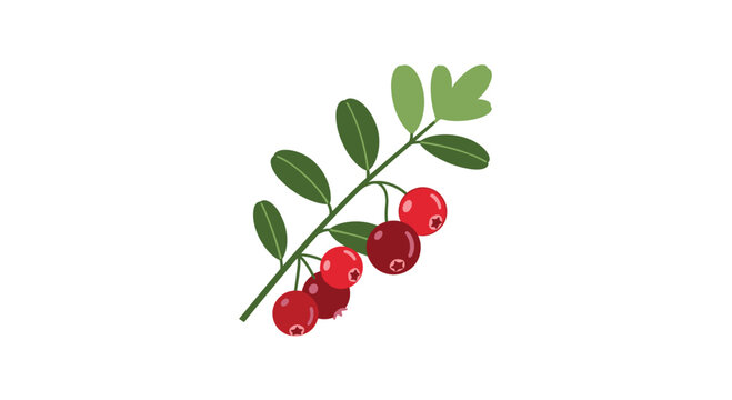 Simple and elegant vector illustration of a single cranberry sprig with ripe red berries and lush green leaves.