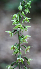 The rare orchid plant Epipactis purpurata grows in the wild