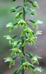 The rare orchid plant Epipactis purpurata grows in the wild