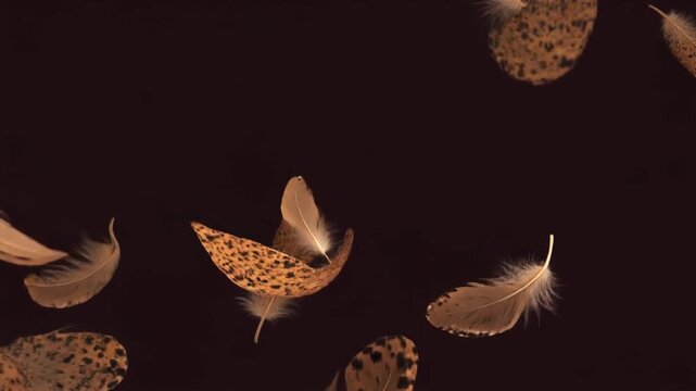 Brown and Speckled Feathers Fluttering in Air &ndash; Black Matte