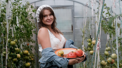 A seductive girl collects organic tomatoes in a greenhouse in the village, is engaged in farming.