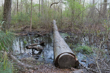 Large fallen tree log bridging a watery gap in a dense Southern USA swamp forest, Mississippi wilderness