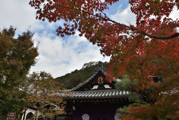 Fototapeta premium 永観堂禅林寺 大玄関とモミジ(京都市左京区)
