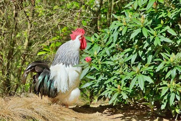 Light Sussex Roster Crowing