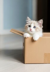 A fluffy white and cream Ragdoll kitten with blue eyes sits in a cardboard box. The background features soft colors and a minimalistic interior.
