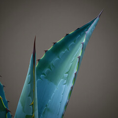 The Blue Agave