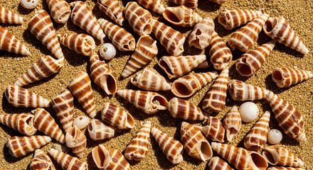 Assortment of striped spiral seashells scattered on sand spiral shells striped shells