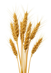 Fototapeta premium Close-up macro of vibrant golden ripe wheat ears, plump kernels, delicate beards, dry brown stalks on a bright white studio background, soft studio lighting. Concept of agricultural abundance