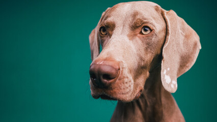 Weimaraner dog close-up portrait, focusing intensely with amber eyes against a deep teal studio background
