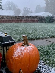 pumpkin in the snow