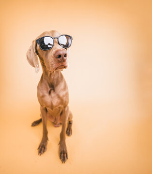 Weimaraner dog wearing sunglasses, sitting patiently during a studio session with an orange background, portraying animal fashion