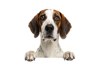 Isolated GS Pointer Dog Peeking on a Transparent Background.