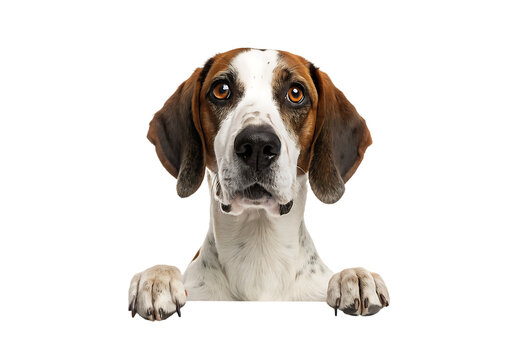  Isolated GS Pointer Dog Peeking on a Transparent Background.