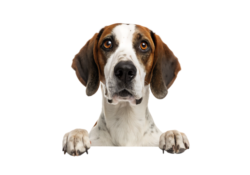  Isolated GS Pointer Dog Peeking on a Transparent Background.