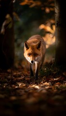 Obraz premium Autumn fox wanders serenely through sunlit forest leaves a peaceful wildlife portrait of gentle beauty