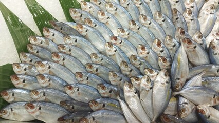 Fresh Shiny Silver Raw Fish at Seafood Market Stall