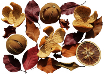 Overhead shot showcasing a variety of dried citrus fruits and leaves, creating a visually appealing and textured composition isolated on transparent background