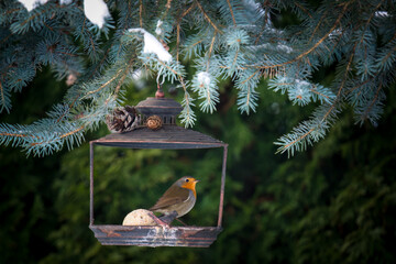 a robin, erithacus rubecula, perched on a bird feeder at a autumn day