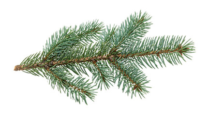 Spruce branch. Green fir. Realistic Christmas tree llustration for Xmas cards, New year party posters isolated Transparent png background. Generative ai