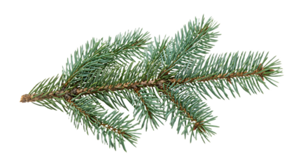 Spruce branch. Green fir. Realistic Christmas tree llustration for Xmas cards, New year party posters isolated Transparent png background. Generative ai