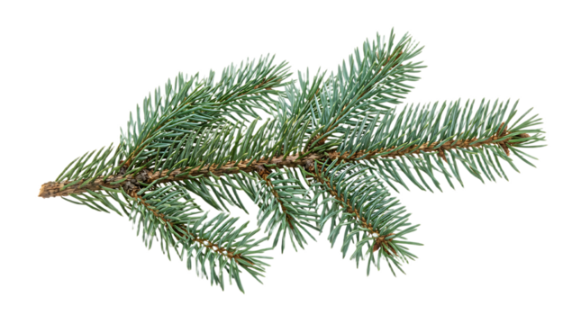 Spruce branch. Green fir. Realistic Christmas tree llustration for Xmas cards, New year party posters isolated Transparent png background. Generative ai