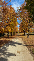 Naklejka premium Golden leaves whisper secrets of autumnal equinox and soul-strolling, as nature's quilt carpets a tranquil pathway