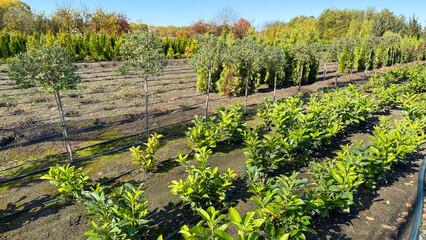 Orchard whispers of citrus symphony, vernal blessing of vibrant harmony; Earth Day homage, nature's verdant serenade