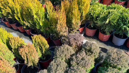 Pots of evergreen splendor gather like a secret garden congress, celebrating Arbor Day amidst whispering coniferous dreams