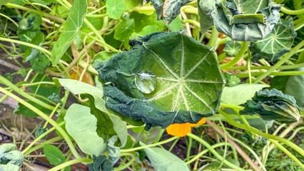 Emerald-tinted leaf cradles dewdrop like Earth's teardrop, evoking Green Thumb Day dreams and hidden garden symphonies