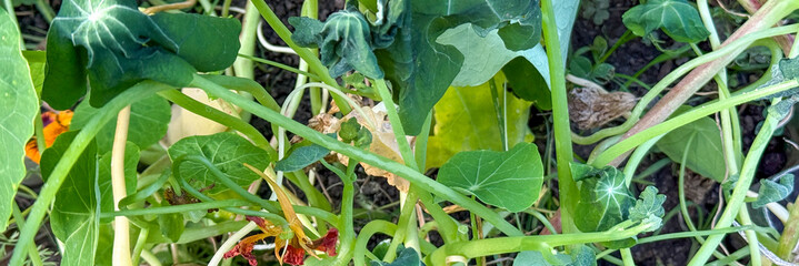 Tangled nasturtium vines, vivid green whispers of summer solstice, entwined dreams of Lunaria, and whimsical garden labyrinth meditations