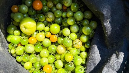 Green and orange baby tomatoes nestle together in a dark bag, echoing harvest abundance and Earth Day celebrations