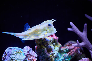 Trumpet-shaped fish near colorful coral structures with blue underwater lighting, landscape orientation, underwater macro photography