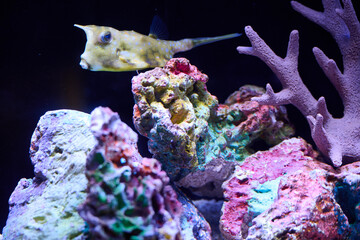 White elongated marine creature with raised head in split-view tank composition showing above and below water, portrait orientation,