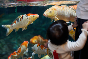 Orange and white koi fish swimming with viewer in soft focus background, landscape orientation,