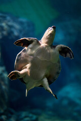 Sea turtle gliding through teal ocean water with flippers extended, frontal view portrait orientation