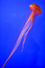 Group of translucent jellyfish swimming together in bright blue aquarium water, overhead composition 