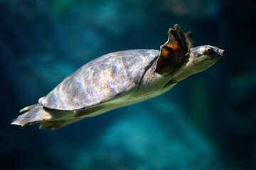 Sea turtle in profile swimming through teal aquarium water with distinctive head positioning, landscape orientation close-up