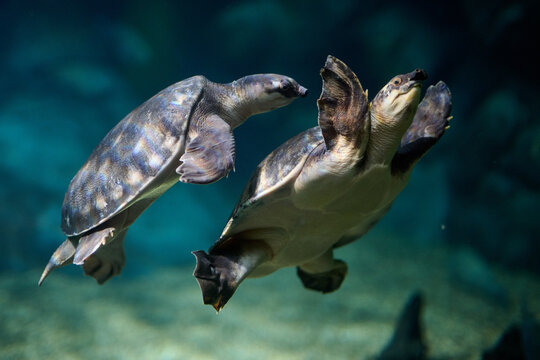 Pair of sea turtles facing each other in teal aquarium water, intimate composition landscape orientation, underwater macro wildlife photography