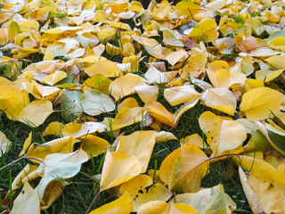 Fallen yellow and orange autumn leaves lying on green grass. Natural seasonal background with soft light and warm colors, symbolizing fall and change of seasons.
