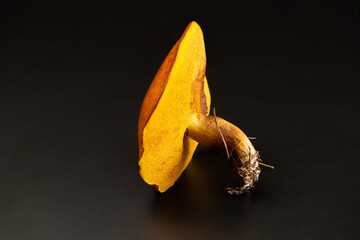 ingle butter mushroom Suillus luteus on black background. Fresh edible wild mushroom with brown cap and yellow stem, detailed natural texture and organic food concept.