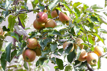 Ripe apples hanging on a tree branch among green leaves in orchard. Natural fruit growth in summer or early autumn, symbol of harvest and organic farming.