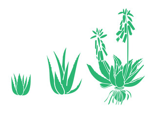 Aloe Vera Plant Growth Stages