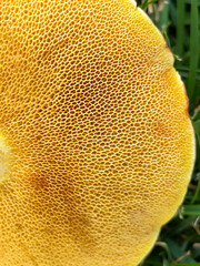 Macro shot of yellow mushroom cap showing detailed texture and pores. Natural organic pattern with vibrant color, perfect for backgrounds, nature, or biology themes.