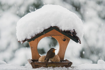 a robin, erithacus rubecula, perched at a bird feeder on a snowy day