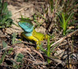 green lizard on a rock