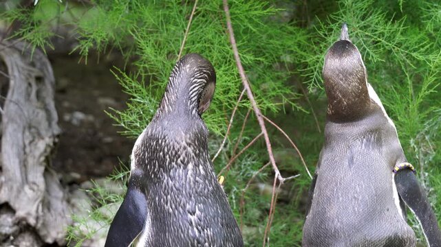 African penguin standing tall among the green plants during the day near Boulder's Beach in South Africa