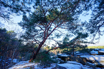 Point of view of the Hautes Plaines in fontainebleau forest