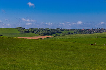 Obraz premium Green rolling hills with grazing cows, distant village, clear blue sky, English countryside landscape. East Sussex, England