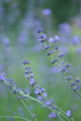 Lavender blooming flowers closeup and sunny bokeh flowers background. Scene with lavendula flowers. Selective focus. Lavender background.