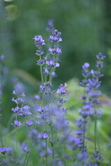 Obraz premium Lavender blooming flowers closeup and sunny bokeh flowers background. Scene with lavendula flowers. Selective focus. Lavender background.